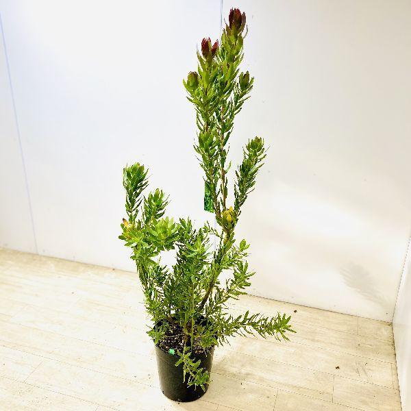 おしゃれ 観葉植物 花苗 リューカデンドロン スターグリーン 大型ヤマト便配送 F5861v 遊恵盆栽 Yahoo 店 通販 Yahoo ショッピング