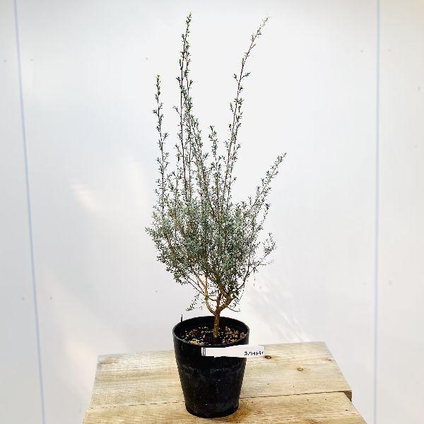 おしゃれ 観葉植物 花苗 レプトスペルマム ホワイトティーツリー 5号 F5863v 遊恵盆栽 Yahoo 店 通販 Yahoo ショッピング