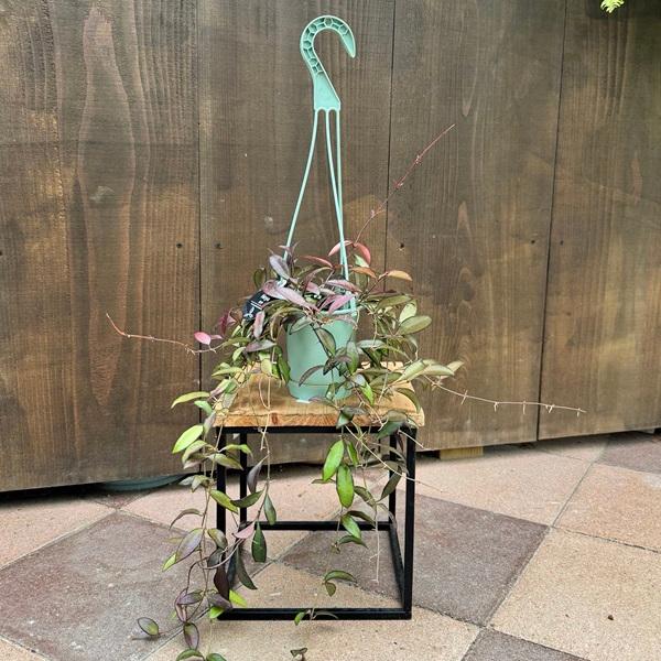 観葉植物 ホヤの人気商品 通販 価格比較 価格 Com