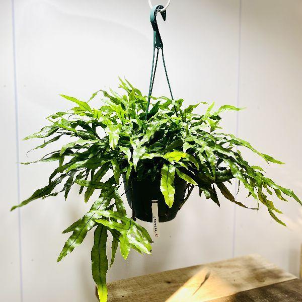 おしゃれ 観葉植物：ミクロソリウム ディベルシフォリウム*7号 吊り鉢