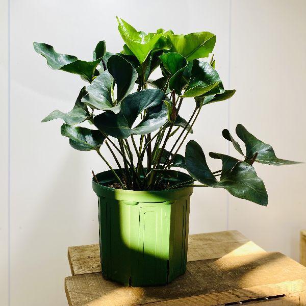 おしゃれ 観葉植物：アンスリウム アロー*10号 : 遊恵盆栽 Yahoo!店