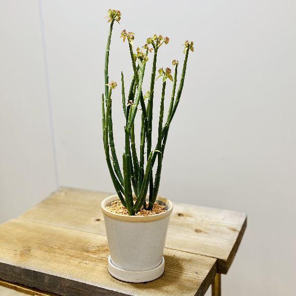 おしゃれ 観葉植物：ユーフォルビア フォスフォレア*鉢植え 受皿付