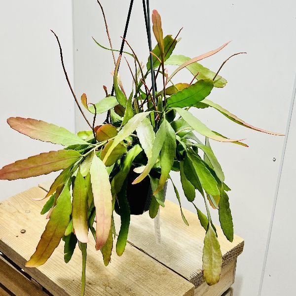 おしゃれ 観葉植物 リプサリス ラムローサ 5号 吊り鉢 F5879v 遊恵盆栽 Yahoo 店 通販 Yahoo ショッピング