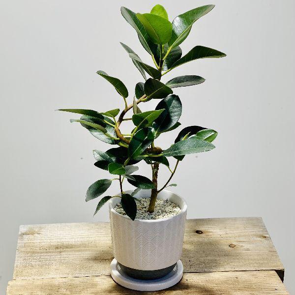 おしゃれ 観葉植物 フランスゴムの木 陶器鉢 受皿付 F58v 遊恵盆栽 Yahoo 店 通販 Yahoo ショッピング