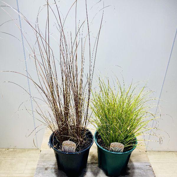 観葉植物 苗 グランドカバー グラス カレックス2個セット ブキャナー ソランドリ F5930v 遊恵盆栽 Yahoo 店 通販 Yahoo ショッピング