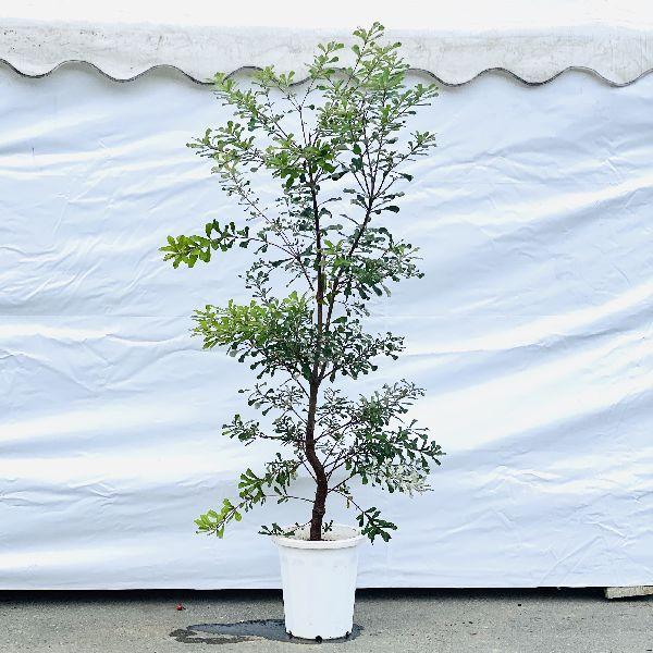 おしゃれ 観葉植物 花苗：バンクシア コースト*大型佐川急便