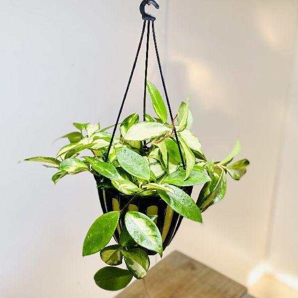 おしゃれ 観葉植物 ホヤ バリエガータ 吊り鉢 5号 F5938v 遊恵盆栽 Yahoo 店 通販 Yahoo ショッピング