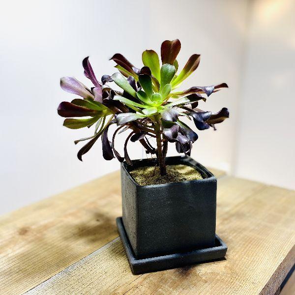 おしゃれ 観葉植物 アエオニウム カシミアバイオレット 鉢植え 受皿付 F5941v 遊恵盆栽 Yahoo 店 通販 Yahoo ショッピング