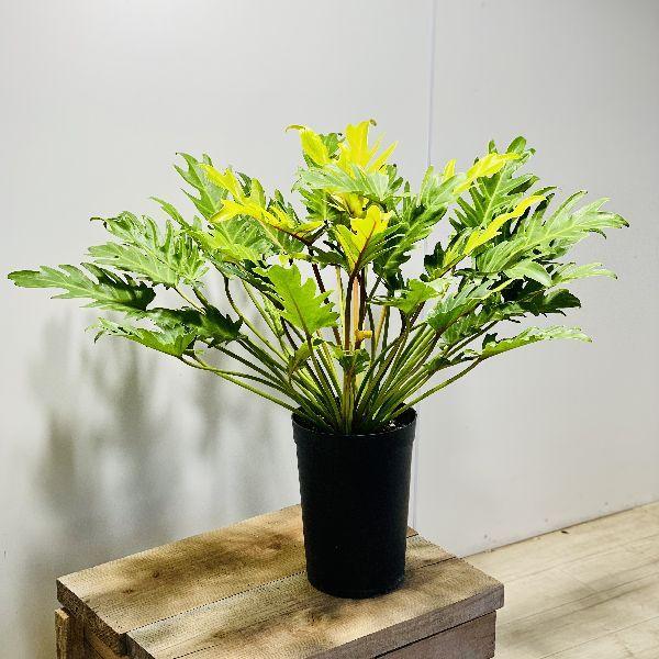 5000円　クッカバラ　6号　枝分かれ　観葉植物　室内グリーン　インテリアグリーン おしゃれ 観葉植物：クッカバラ ライム*6号 プラポット : 遊恵盆栽