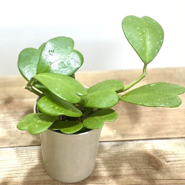 おしゃれ 観葉植物 ハートホヤ カーリー バリエガータ プラポット ラブハート F5947 1v 遊恵盆栽 Yahoo 店 通販 Yahoo ショッピング