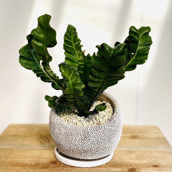 観葉植物：アスプレニウム コブラ*鉢植え 受皿付 : 遊恵盆栽 Yahoo!店