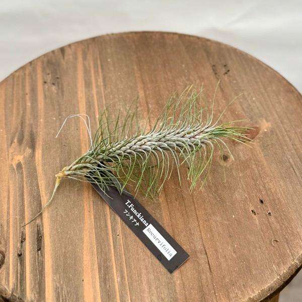 おしゃれ 観葉植物 エアープランツ チランジア フンキアナ エアプランツ F5951v 遊恵盆栽 Yahoo 店 通販 Yahoo ショッピング