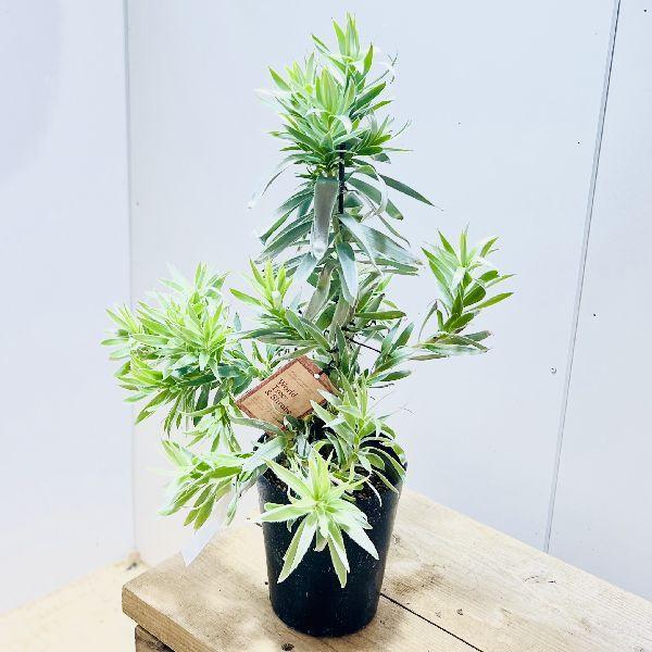 観葉植物：リューカデンドロン シルバーアフリカーナ*6号 プラポット 