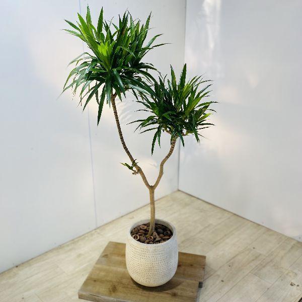 おしゃれ 観葉植物：ドラセナ ナビー鉢植え*くるみ 大型ヤマト便配送