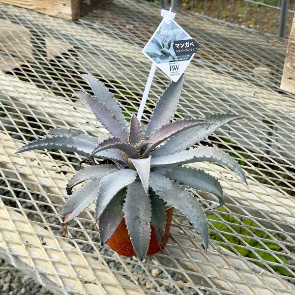 おしゃれ 観葉植物 多肉植物 マンガベ シルバーフォックス 4号 F5964v 遊恵盆栽 Yahoo 店 通販 Yahoo ショッピング