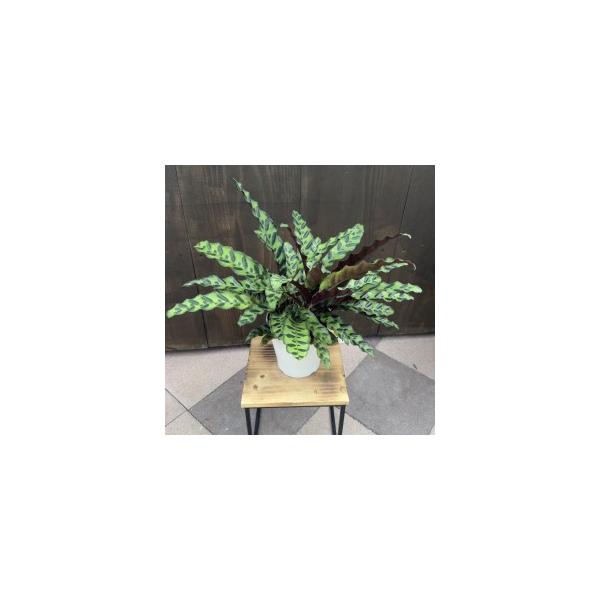 おしゃれ 観葉植物 カラテア ランキフォリア 5号 プラポット F5972v 遊恵盆栽 Yahoo 店 通販 Yahoo ショッピング