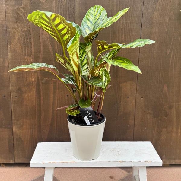 観葉植物：カラテア フレームスター*5号 プラポット : 遊恵盆栽 Yahoo