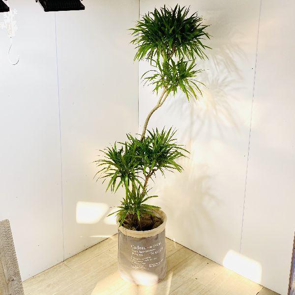 おしゃれ 観葉植物 ドラセナ ナビー 鉢カバーセット 大型佐川便配送 F5977v 遊恵盆栽 Yahoo 店 通販 Yahoo ショッピング