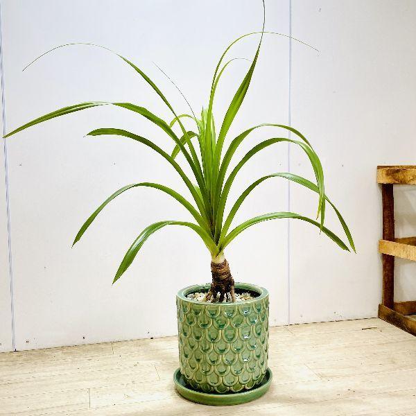 観葉植物　パンダヌス(タコの木) 鉢カバー付き タコノキ (パンダナス) 【観葉植物 7号鉢 リビングやオフィスに置き