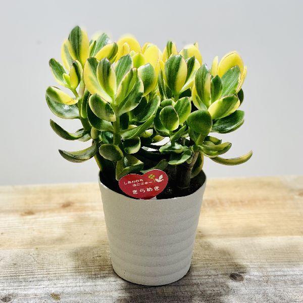 おしゃれ 観葉植物：金のなる木 花月 キラメキ*5号 プラポット : 遊恵