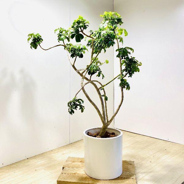 おしゃれ 観葉植物：シェフレラレナータ*ホンコンカポック 陶器鉢 大型