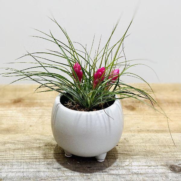 おしゃれ 観葉植物 エアープランツ チランジア ストリクタ モダン鉢植え エアプランツ ティランジア F5991v 遊恵盆栽 Yahoo 店 通販 Yahoo ショッピング