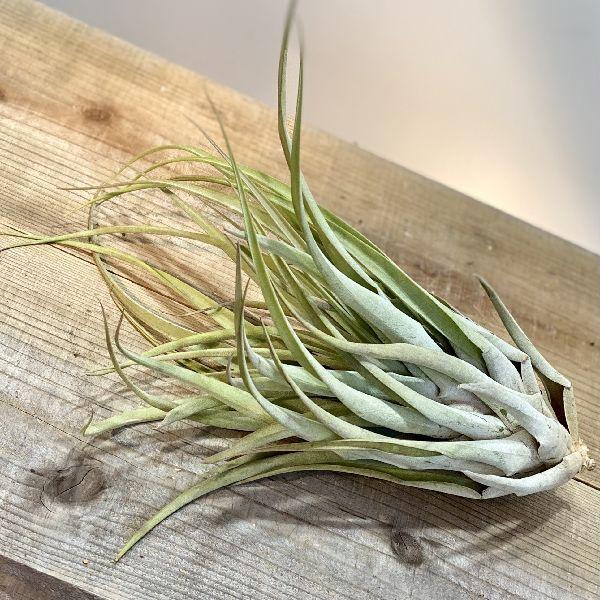 おしゃれ 観葉植物 エアープランツ チランジア カピタータ サーモン エアプランツ ティランジア F6003v 遊恵盆栽 Yahoo 店 通販 Yahoo ショッピング