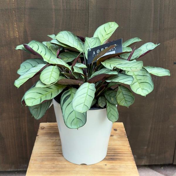 観葉植物：クテナンテアマグリス*5号 プラポット カラテア : 遊恵盆栽 