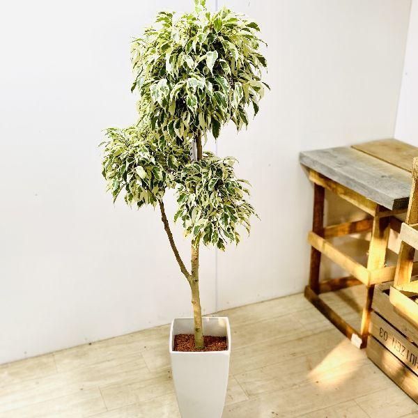 観葉植物 ベンジャミンスターライトの人気商品 通販 価格比較 価格 Com