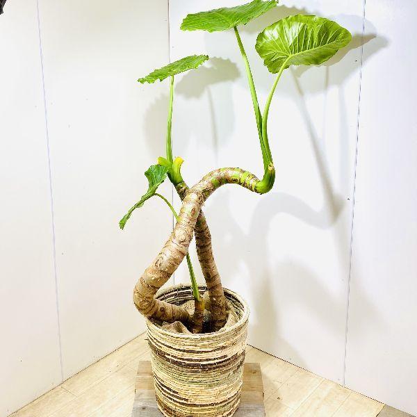 クワズイモ 大きめ 観葉植物 鉢セット