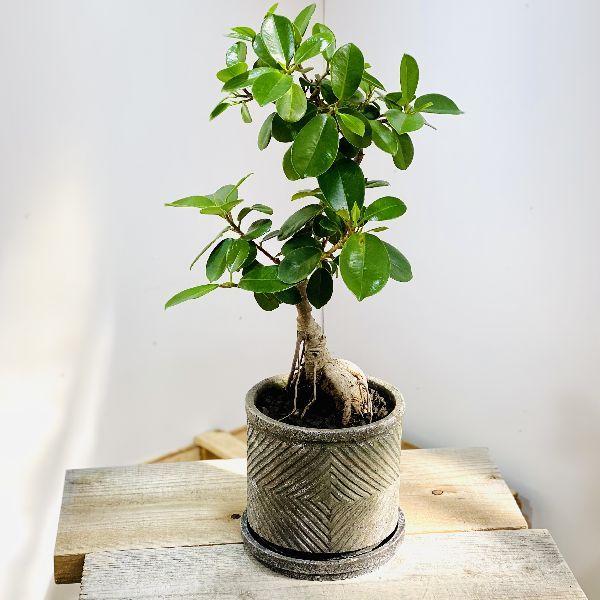 おしゃれ 観葉植物 ガジュマル 鉢植え 受皿付 富士砂 現品をお届け F6018v 遊恵盆栽 Yahoo 店 通販 Yahoo ショッピング