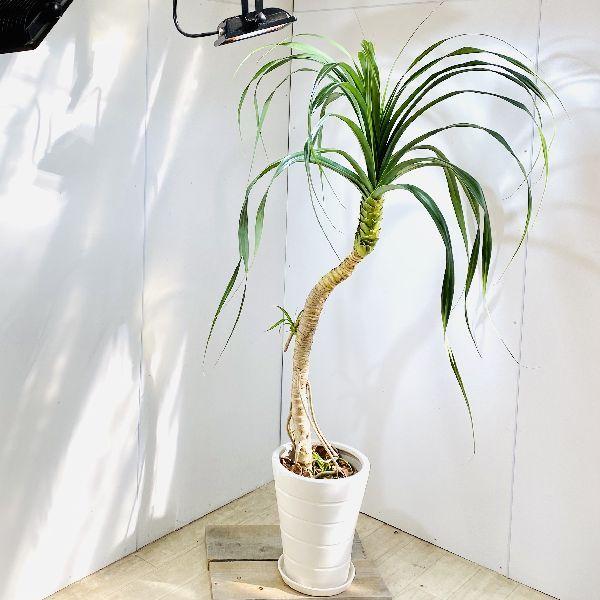 観葉植物　パンダヌス(タコの木) 鉢カバー付き おしゃれ 観葉植物：パンダナス とげなし タコノキ*鉢植え 受皿付 蛸の