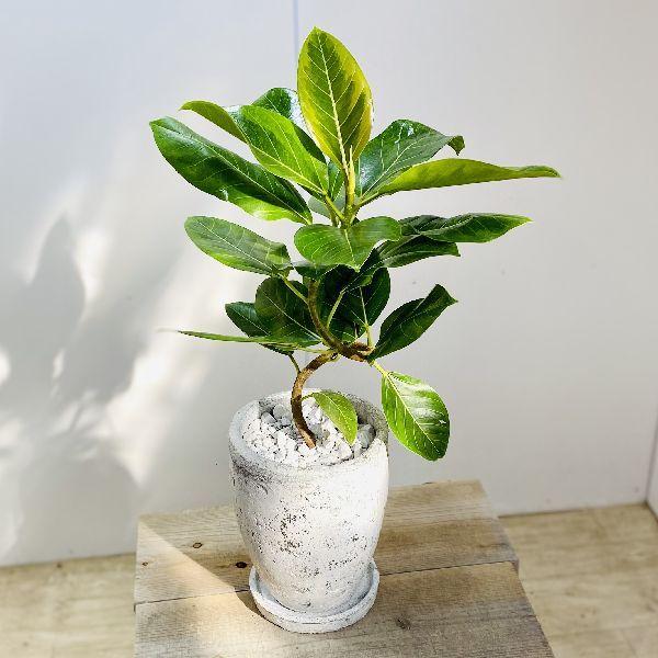 おしゃれ 観葉植物 フィカス アルテシーマ 鉢植え 受皿付 F6023v 遊恵盆栽 Yahoo 店 通販 Yahoo ショッピング