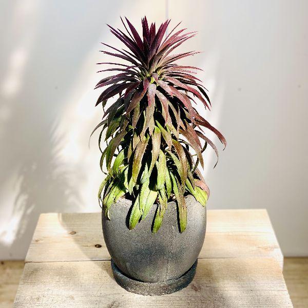 観葉植物：ユッカ デスメティアーナ*鉢植え : 遊恵盆栽 Yahoo!店