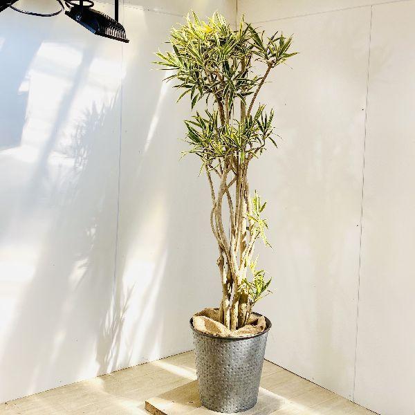 おしゃれ 観葉植物 ドラセナ ソング オブ インディアン ブリキのバケツセット 大型佐川便配送 現品 F6027v 遊恵盆栽 Yahoo 店 通販 Yahoo ショッピング