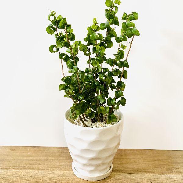 観葉植物 フィカス ベンジャミン バロック 陶器鉢 受皿付 F6043v 遊恵盆栽 Yahoo 店 通販 Yahoo ショッピング