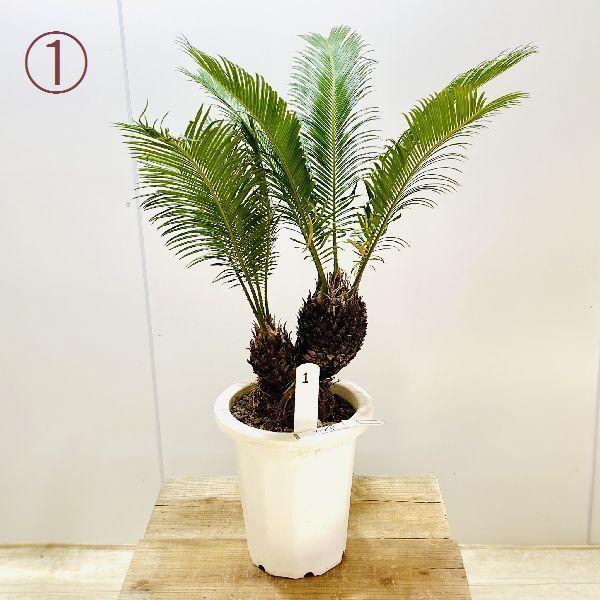 ソテツ　蘇鉄　8号鉢 87 楽天市場】観葉植物 ソテツ 蘇鉄 8号鉢苗 大型種類 大きい