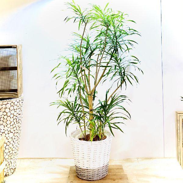 おしゃれ 観葉植物 ドラセナ レフレクサ 鉢カバーセット 大型佐川便配送 現品 F6049v 遊恵盆栽 Yahoo 店 通販 Yahoo ショッピング