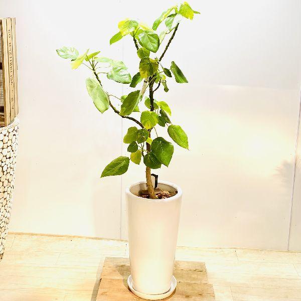 おしゃれ 観葉植物：斑入り ハスノハギリ ラブリーハート*鉢植え