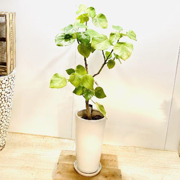おしゃれ 観葉植物：斑入り ハスノハギリ ラブリーハート*鉢植え