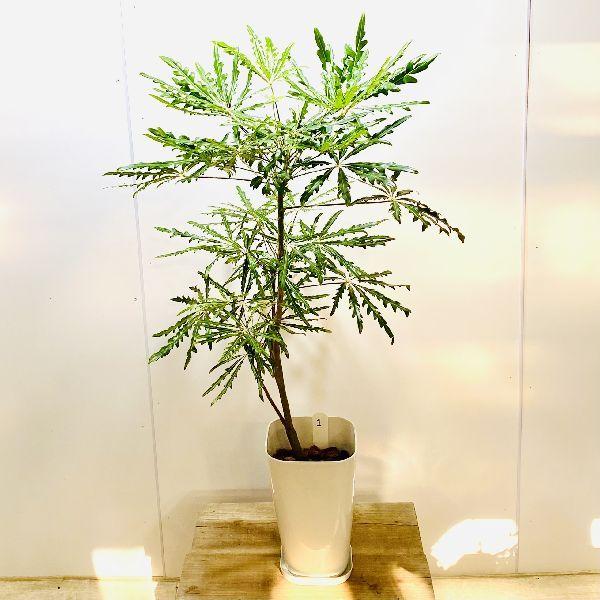 観葉植物 アラレアの人気商品 通販 価格比較 価格 Com