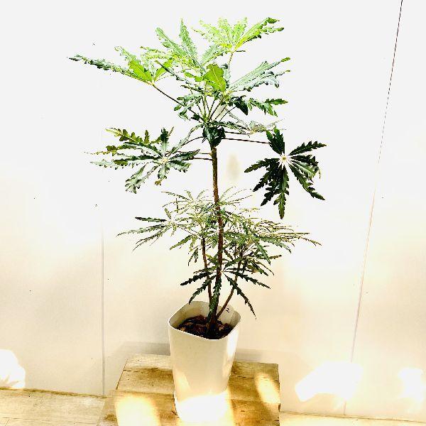 おしゃれ 観葉植物 アラレア プラポット 大型ヤマト便配送 現品2番 F6057v 遊恵盆栽 Yahoo 店 通販 Yahoo ショッピング