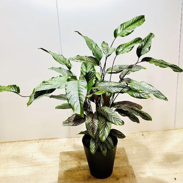 おしゃれ 観葉植物 カラテア サンデリアーナ 8号 プラポット F6063v 遊恵盆栽 Yahoo 店 通販 Yahoo ショッピング