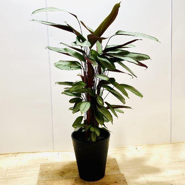おしゃれ 観葉植物：カラテア セトサ*8号 プラポット : 遊恵盆栽 Yahoo