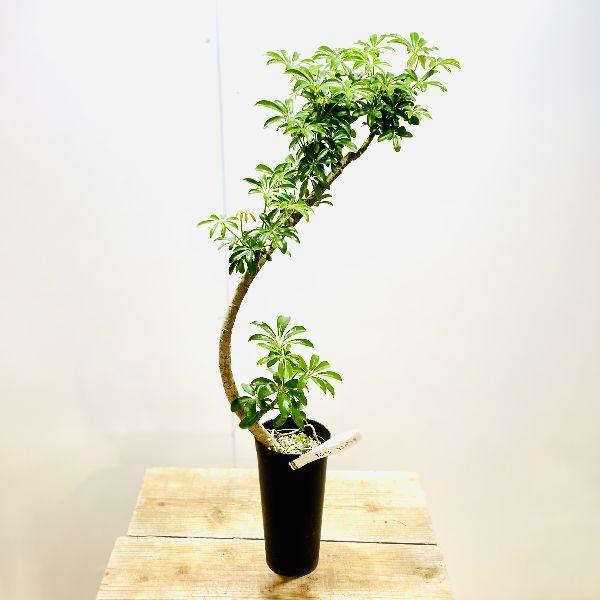 観葉植物：シェフレラ ホンコン コンパクタ*プラポット : 遊恵盆栽
