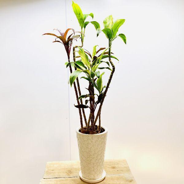 おしゃれ 観葉植物 ドラセナmix 陶器鉢 受皿付 F6074v 遊恵盆栽 Yahoo 店 通販 Yahoo ショッピング