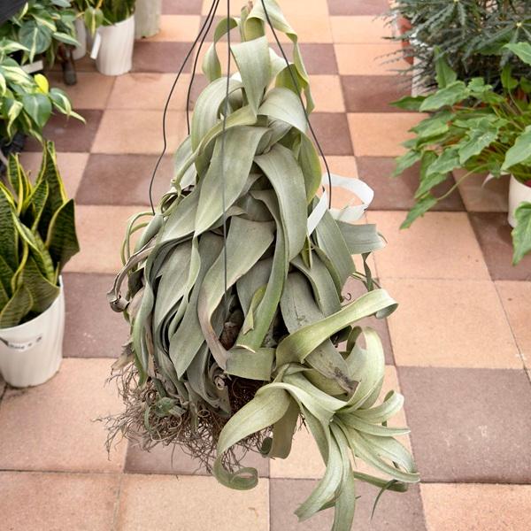 おしゃれ 観葉植物 エアープランツ：チランジア ストレプトフィラ*現品