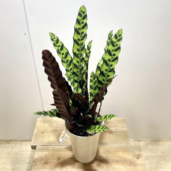 おしゃれ 観葉植物：カラテア ランキフォリア*インシグニス*5.5号