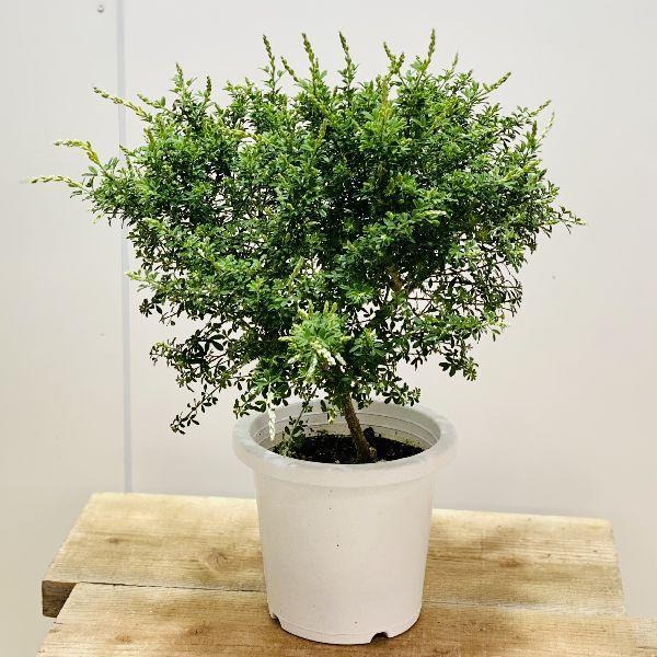 鉢花 観葉植物：ヒメエニシダ*6号 プラポット 姫エニシダ : 遊恵盆栽