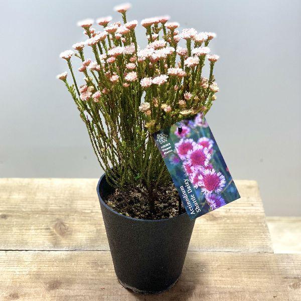鉢花 観葉植物：アクチノジウム シャトルデイジー*5号